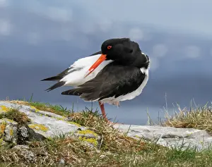 Grooming Prints: Eurasian oystercatcher (Haematopus ostralegus) preening on a grassy knoll
