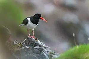 Oystercatcher Prints: Eurasian oystercatcher (Haematopus ostralegus) standing on a rock in the rain