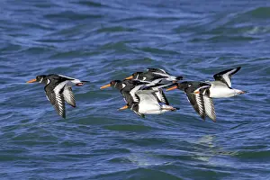 Eurasian oystercatchers (Haematopus ostralegus) flock in flight along the North Sea coast in winter, Zeeland, Netherlands. December