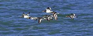 Oystercatcher Prints: Eurasian oystercatchers (Haematopus ostralegus) flock in flight along the North Sea coast in winter
