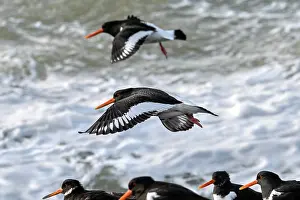 Oystercatcher Prints: Two Eurasian oystercatchers (Haematopus ostralegus)
