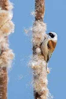 Sedge Plants Prints: Eurasian penduline tit (Remiz pendulinus) looking for insects in seedhead of Common bulrush (Typha latifolia)