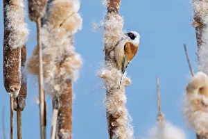 Sedge Plants Prints: Eurasian penduline tit (Remiz pendulinus) looking for insects in seedhead of Common bulrush (Typha latifolia)