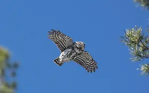Strigiformes Prints: Eurasian pygmy owl (Glaucidium passerinum) male, in flight, Finland. April