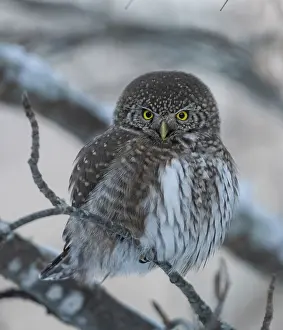 Thermoregulation Prints: Eurasian pygmy owl (Glaucidium passerinum) perched on branch in winter, Finland. February
