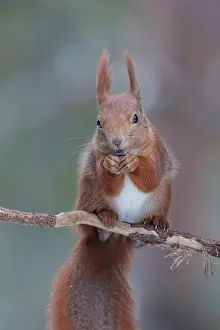 Ear Tufts Prints: Eurasian red squirrel (Sciurus vulgaris) feeding