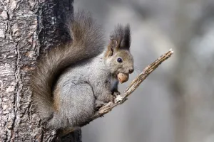 Tony Wu Prints: Eurasian red squirrel (Sciurus vulgaris orientis) sitting on branch with nut in mouth