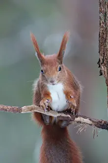 Rodentia Prints: Eurasian red squirrel (Sciurus vulgaris) portrait