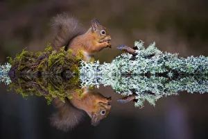 Autumn Prints: Eurasian red squirrel (Sciurus vulgaris) reflected in water, Cairngorms National Park