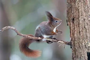 Ear Tufts Prints: Eurasian red squirrel (Sciurus vulgaris) sitting on a branch
