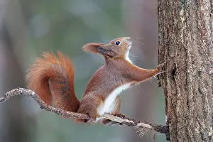 Ear Tufts Prints: Eurasian red squirrel (Sciurus vulgaris) sitting on a branch looking up