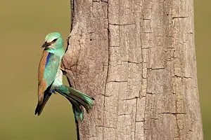 Coracias Prints: Eurasian roller (Coracias garrulus) female
