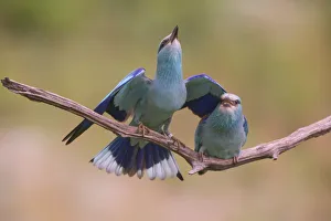 Coracias Prints: Eurasian rollers (Coracias garrulus) courting on branch, Hungary. June