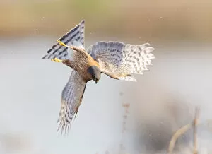 Images Dated 29th February 2020: Eurasian sparrowhawk (Accipiter nisus), hunting snipe over marshland. London, England, UK