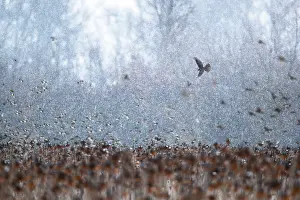 Fringillidae Prints: Eurasian sparrowhawk (Accipiter nisus) hunting flock of Bramblings (Fringilla montifringilla) in falling snow