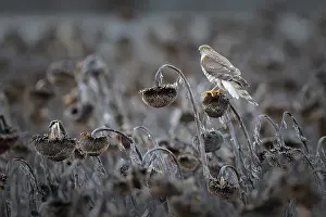 Negative Space Prints: Eurasian sparrowhawk (Accipiter nisus) perched on dead sunflower