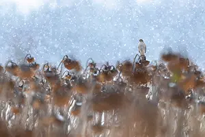 Sunflower Family Prints: Eurasian sparrowhawk (Accipiter nisus) perched among Sunflower (Helianthus annuus) seedheads in falling snow