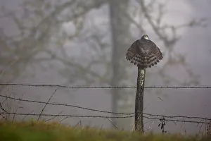 Misty Prints: Eurasian Sparrowhawk (Accipiter nisus) rear view perching on fence post with tail feathers spread