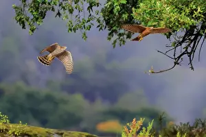 Cadiz Prints: Eurasian sparrowhawks (Accipiter nisus) pair
