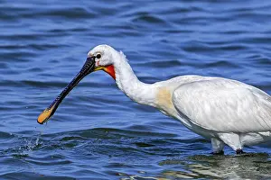Platalea Leucorodia Prints: Eurasian spoonbill (Platalea leucorodia) in breeding plumage foraging in shallow water of coastal salt marsh in summer