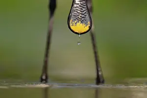 Legs Prints: Eurasian spoonbill (Platalea leucorodia) beak and legs detail