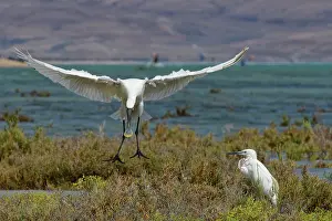 Platalea Leucorodia Prints: Eurasian spoonbill (Platalea leucorodia) landing near a Little egret (Egretta garzetta)
