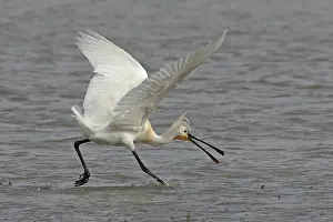 Platalea Leucorodia Prints: Eurasian spoonbill (Platalea leucorodia) running through shallow water with beak open