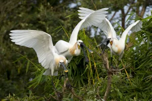 Platalea Leucorodia Prints: Eurasian Spoonbill / White Spoonbill (Platalea leucorodia) in courtship display. Balz