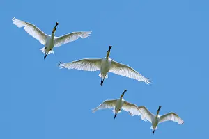 Platalea Leucorodia Prints: Four Eurasian spoonbills (Platalea leucorodia) in flight against blue sky in summer