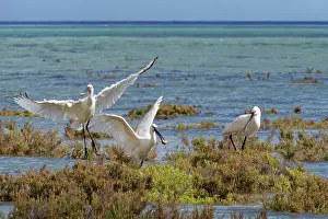 Platalea Leucorodia Prints: Eurasian spoonbills (Platalea leucorodia) landing to roost on the vegetated margins of a coastal lagoon at high tide