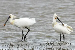 Platalea Leucorodia Prints: Two Eurasian spoonbills (Platalea leucorodia) standing in shallow water