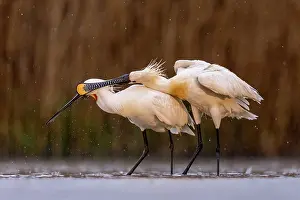 Platalea Leucorodia Prints: Two Eurasian spoonbills (Platalea leucorodia) standing in shallow water in the rain