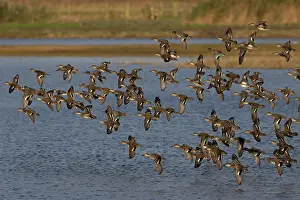 Anatidae Prints: Eurasian teals (Anas crecca) flock in flight over water, Norfolk, England, UK. October