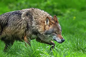 Meadow Prints: Eurasian wolf (Canis lupus lupus) hunting and stalking prey in meadow
