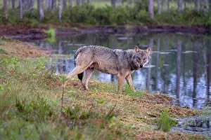 Wolf Prints: Eurasian wolf (Canis lupus) standing at edge of forest pool