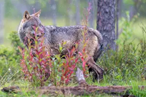Wolf Prints: Eurasian wolf (Canis lupus) standing in forest clearing in the rain