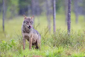 Wolf Prints: Eurasian wolf (Canis lupus) standing in forest clearing in the rain