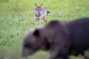 Wolf Prints: Eurasian wolf (Canis lupus) standing in grassland watching an Eurasian brown bear (Ursus arctos)