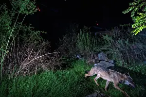 Wolf Prints: Eurasian wolf (Canis lupus) using a wildlife crossing above the busy A7 highway at night