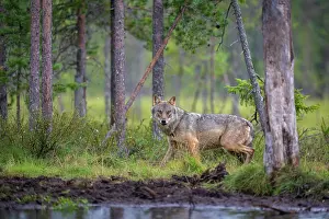 Wolf Prints: Eurasian wolf (Canis lupus) walking along edge of forest pool