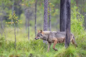Wolf Prints: Eurasian wolf (Canis lupus) walking through forest in the rain