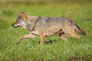 Wolf Prints: Eurasian wolf (Canis lupus) walking over marshy ground