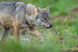 Wolf Prints: Eurasian wolf (Canis lupus) walking over marshy ground