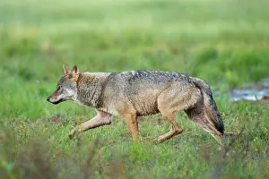 Wolf Prints: Eurasian wolf (Canis lupus) walking over marshy ground