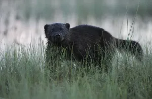 Gulo Gulo Prints: Eurasian wolverine (Gulo gulo) in long grass