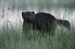 Images Dated 16th July 2008: Eurasian wolverine (Gulo gulo) in long grass, Kuhmo, Finland, July 2008 WWE OUTDOOR EXHIBITION