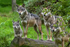 Captive Prints: Four Eurasian wolves (Canis lupus lupus) hunting in woodland