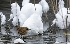 Nannus Troglodytes Prints: Eurasian wren (Troglodytes troglodytes) perched on icy vegetation in water