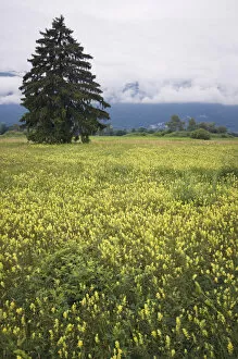 Eurepean yellow rattle (Rhinanthus alectorolophus) flowering in alpine meadow, Liechtenstein