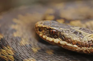 European Adder (Vipera berus) portrait of a female. Aberdeenshire, Scotland, May